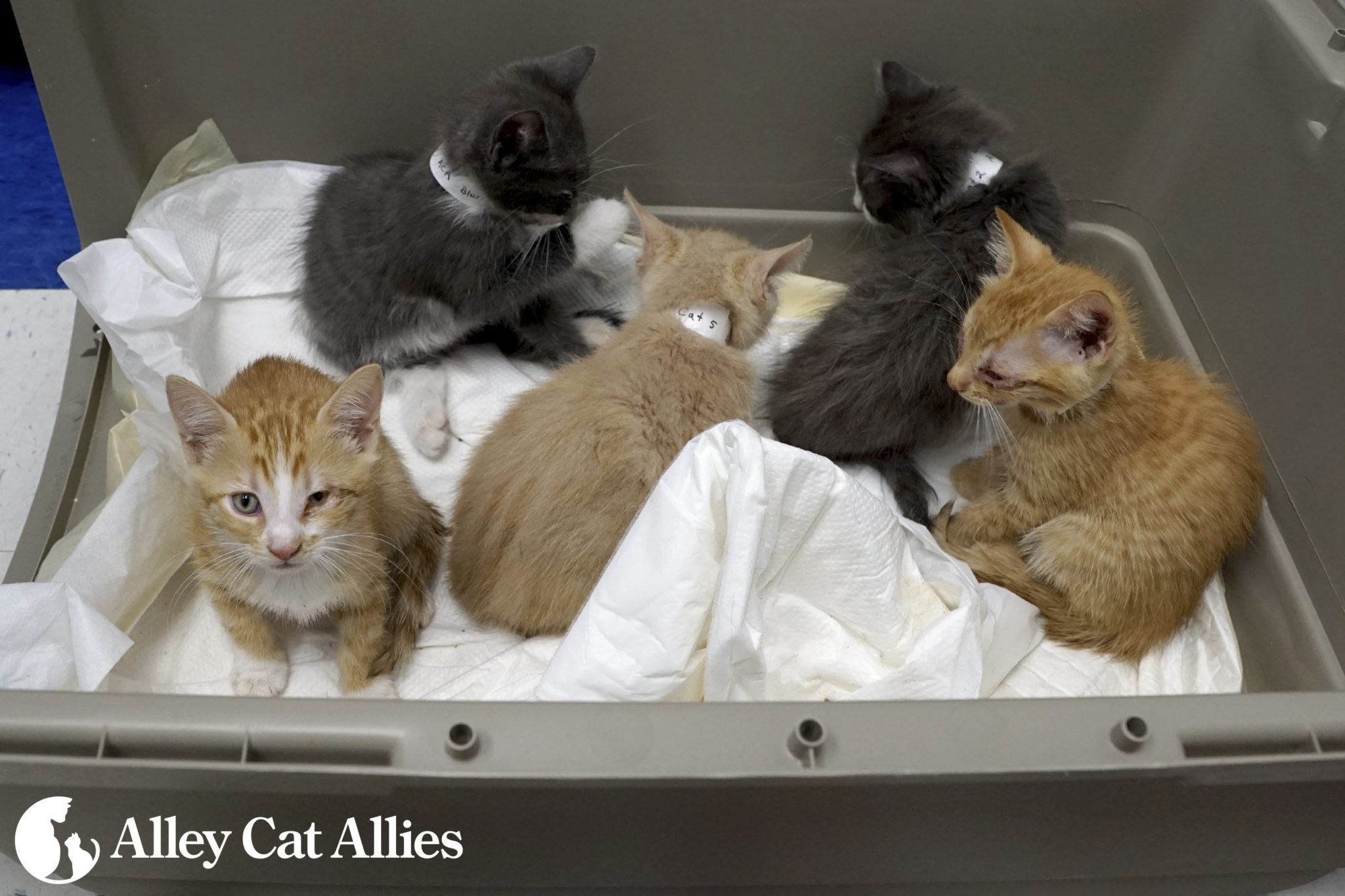 Alley Cat Allies Offers 2,500 Reward in Bethesda, MD, Animal Neglect