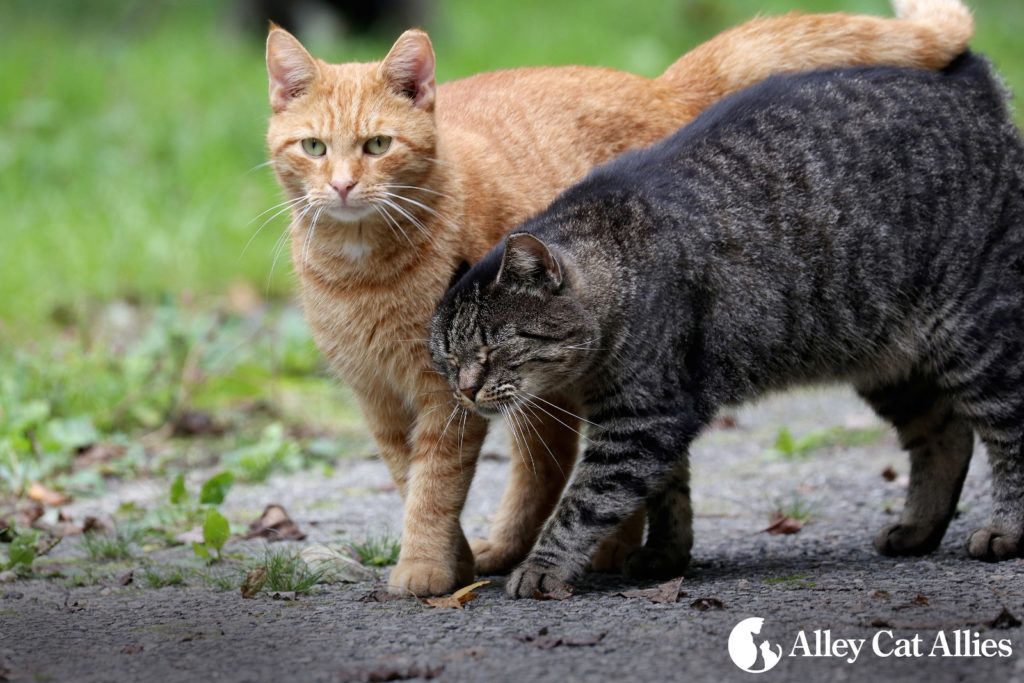 Alley Cat Allies National Feral Cat Day is on Sunday, Oct. 16, 2016. Easy tips to get involved are at www.NationalFeralCatDay.org. Cat advocates worldwide have scheduled more than 1,000 events, more than any in the 16-year history that Alley Cat Allies has held National Feral Cat Day.