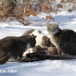 Winter tips: community cats at winterized feeding station