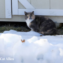Winter tips: Community cat avoiding snow