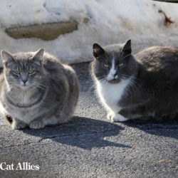 Winter tips: Community cats under a car