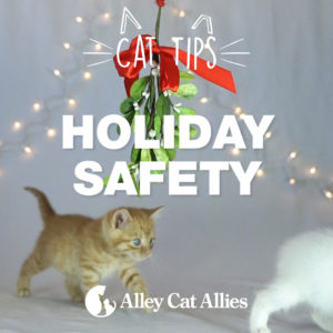 Holiday Safety Tips for Cats from Alley Cat Allies