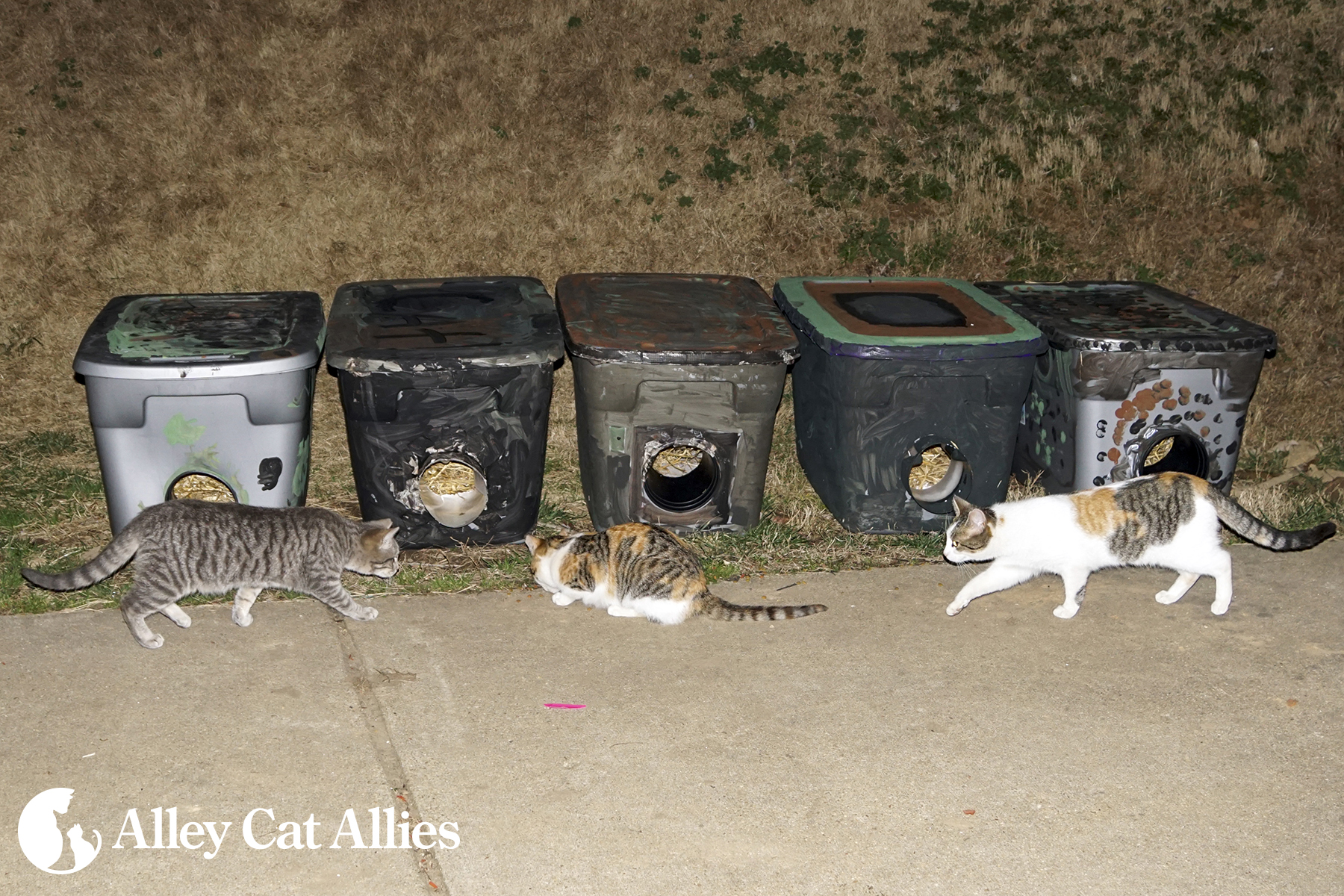 Alley Cat Allies, Local Girl Scouts Protect Cats With Shelters Alley
