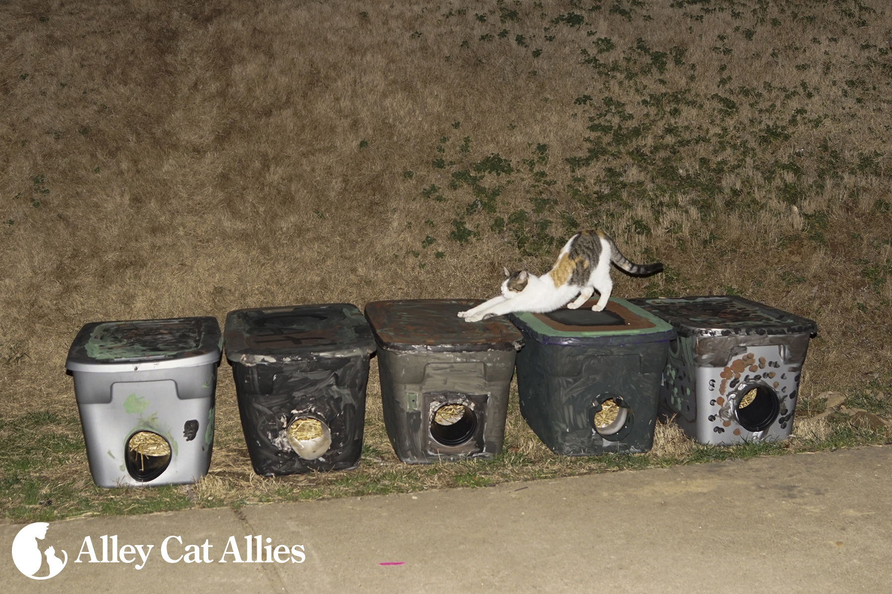 Alley Cat Allies, Local Girl Scouts Protect Cats With Shelters Alley