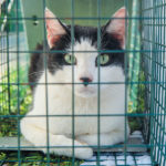 Cat in a trap