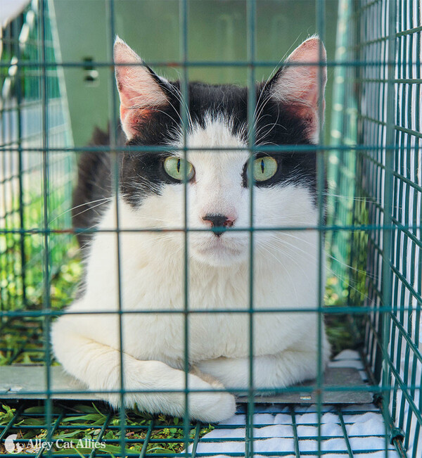 Feral Cats - How To Trap - Planned Pethood Taos