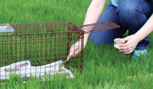 A person puts bait in a humane box trap
