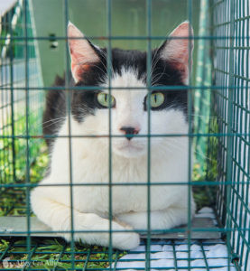 Black and white cat sits in a humane box trap