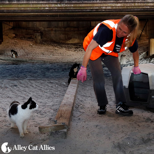 Meet the people who care for 100 'Boardwalk cats' at Jersey Shore