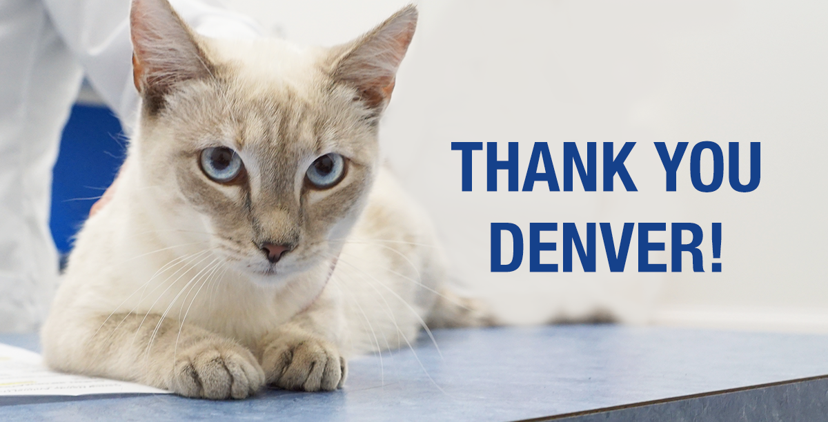 Denver Makes Declawing Cats Illegal Alley Cat Allies