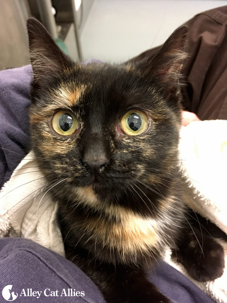 Alley Cat Allies Staff Rescues Cat From Busy Highway | Alley Cat Allies