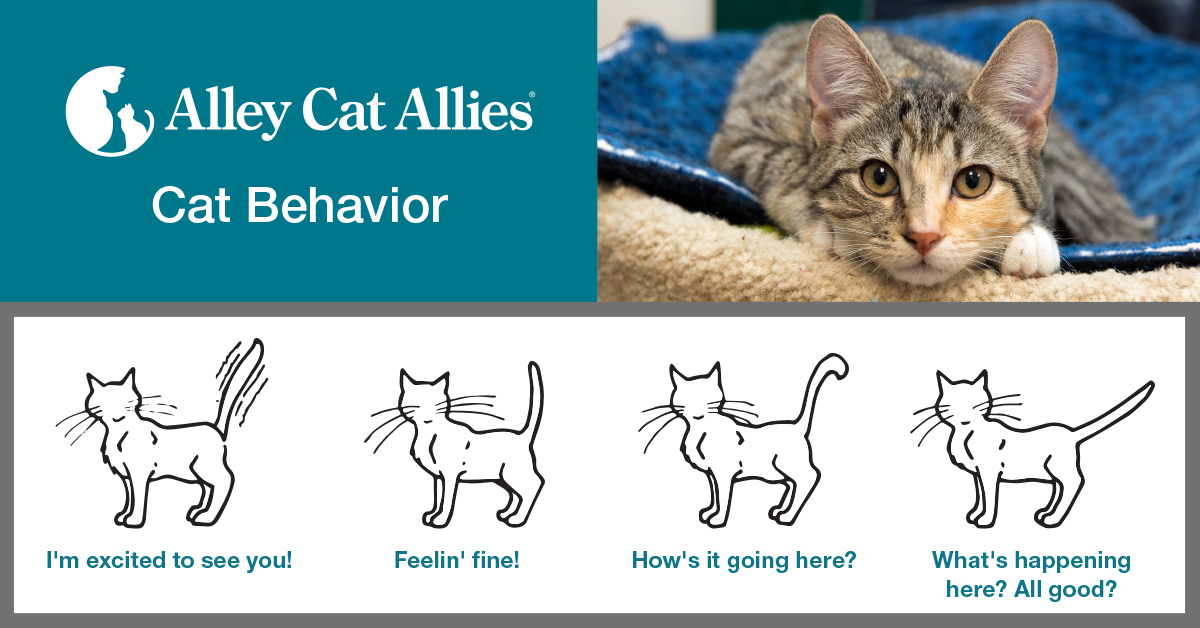 Understanding Cat Body Language & Behaviour