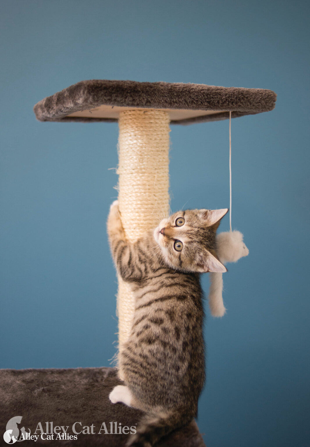 6 Ways to Redirect Your Cat's Scratching Behavior