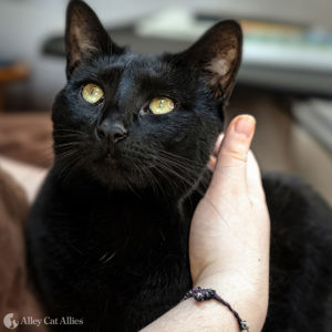Black cat making eye contact while being petted