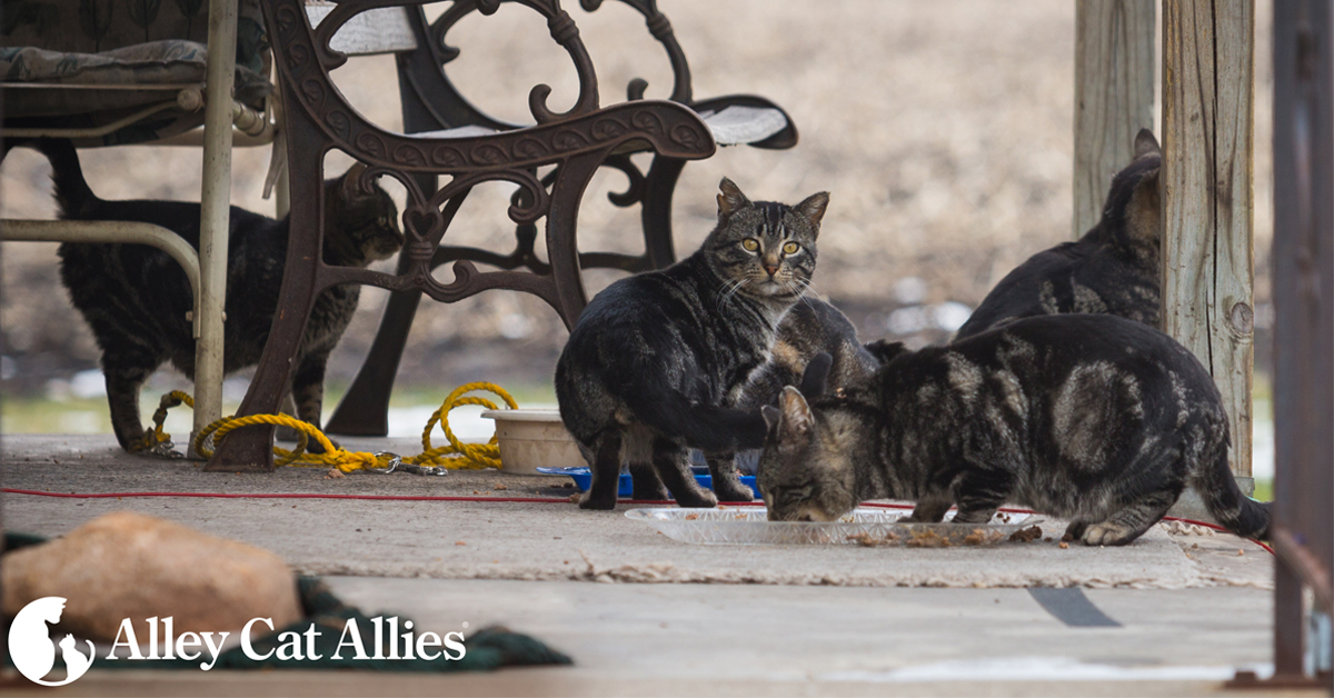 alley cat allies feral friends