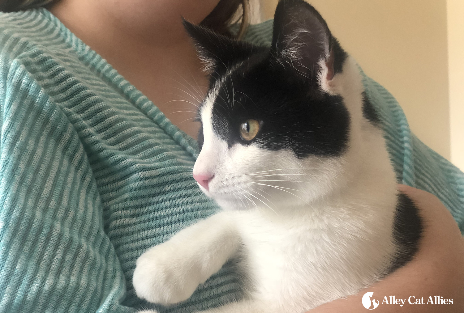 Alley Cat Allies Rescues Kitten Climbing in Cars' Wheel Wells Alley