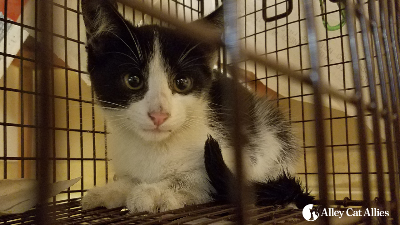 Alley Cat Allies Rescues Kitten Climbing in Cars' Wheel Wells Alley