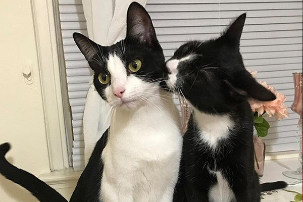 2018-2019 Calendar Cats  Alley Cat Allies