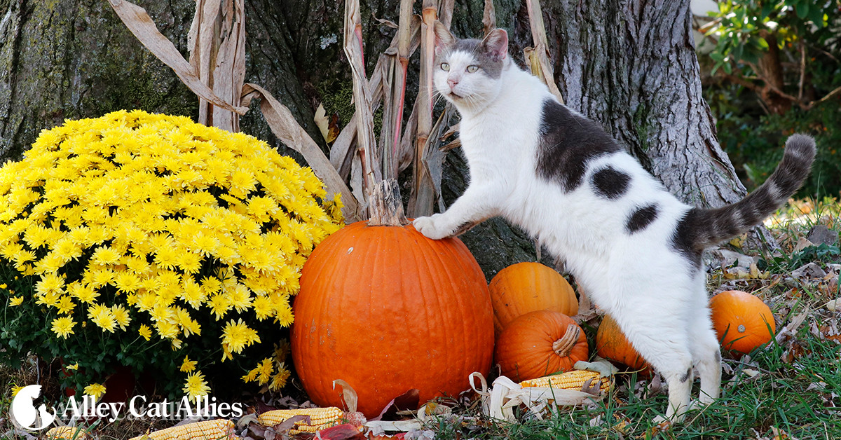cats and halloween