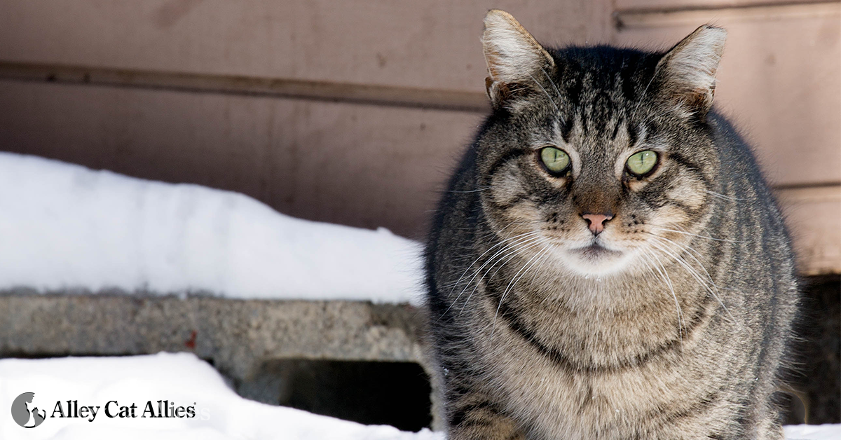 Help Outdoor Cats in Winter: Top 10 Tips | Alley Cat Allies
