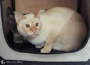 Cats in a carrier at the CA Recovery Center