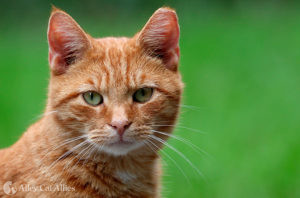 Community cats can live full, healthy lives in their outdoor homes.