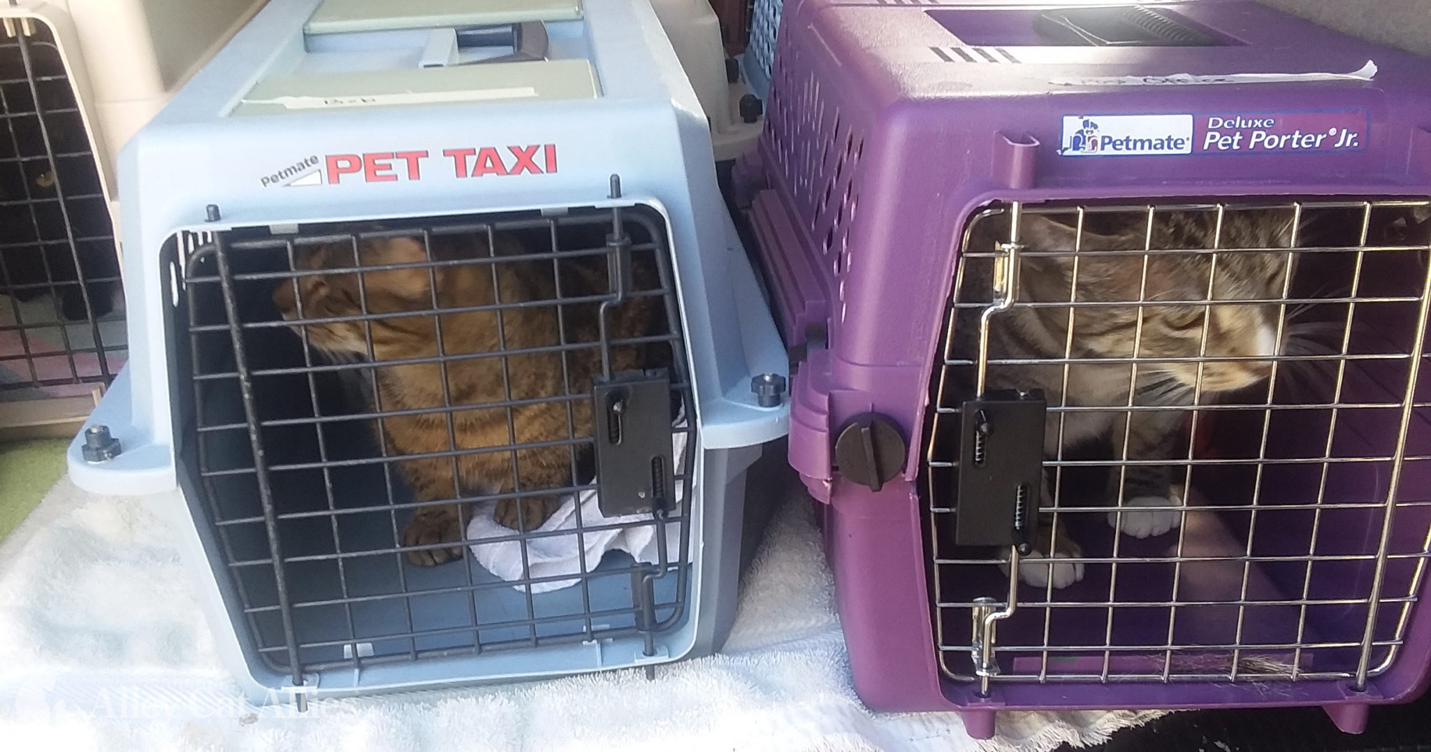 allies cat rescue