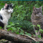 Cat Toolbox - two cats sitting in bushes