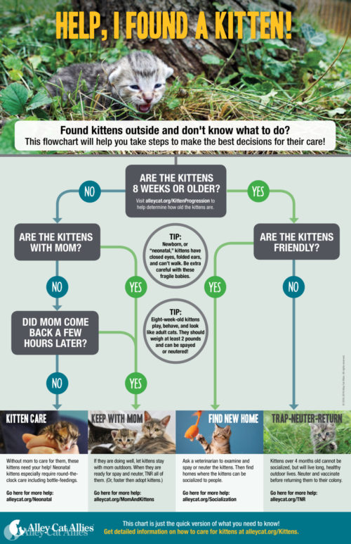 Get Alley Cat Allies' Kitten Outdoors Poster Alley Cat Allies