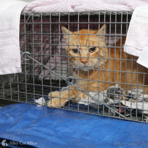 Orange tabby sits in a humane box trap