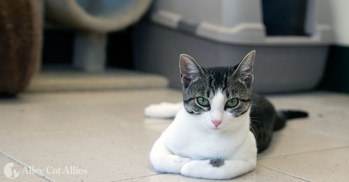 Does Your Cat Need a Bigger Litter Box?