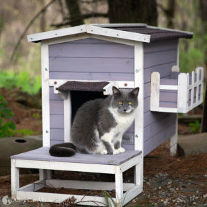 A grey and white cat enjoys a beautiful outdoor cat shelter