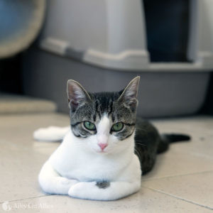 A cat sits in front of her litterbox