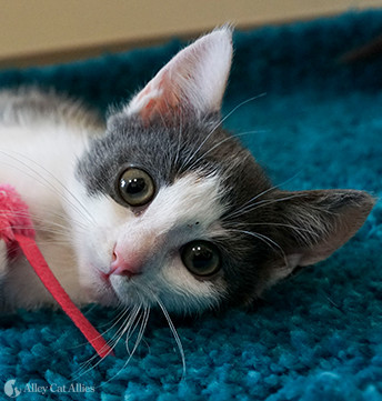 barn cats for adoption ohio