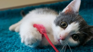 Grey and white kitten playing