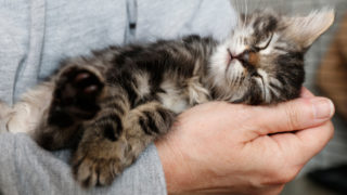 Person holding sleeping kitten