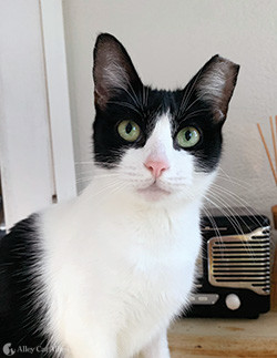 Black and white cat with eartip