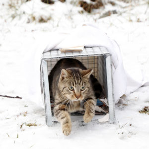 Tabby cat coming out of a humane box trap with snow on the ground