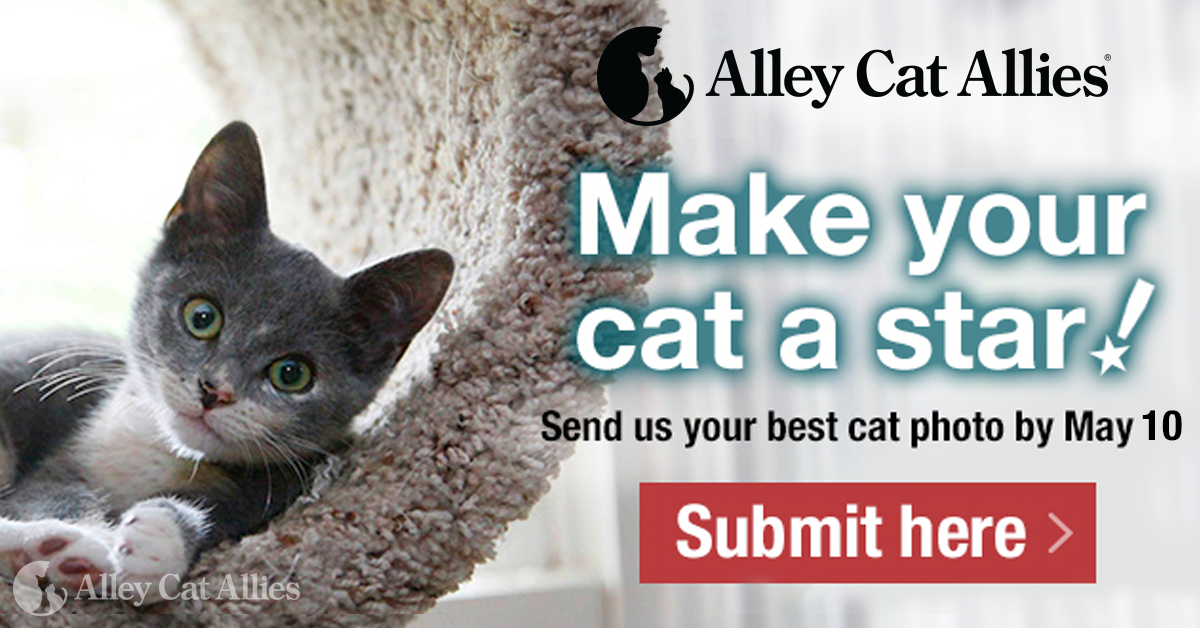 Calendar Alley Cat Allies