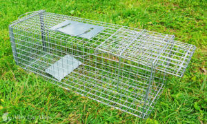 A set Tomahawk humane box trap