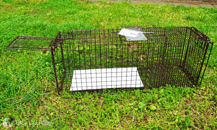 Where to Get Traps – Laurel Cats