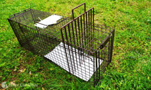 An isolator looks like a large pick or comb and is placed through the trap wires to keep a cat in a particular part of the trap