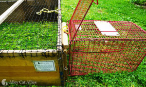 A transfer cage lined up to a drop trap's transfer door