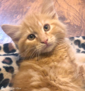 Fluffy orange kitten