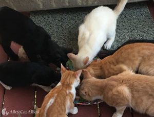 Six cats eat from a food bowl