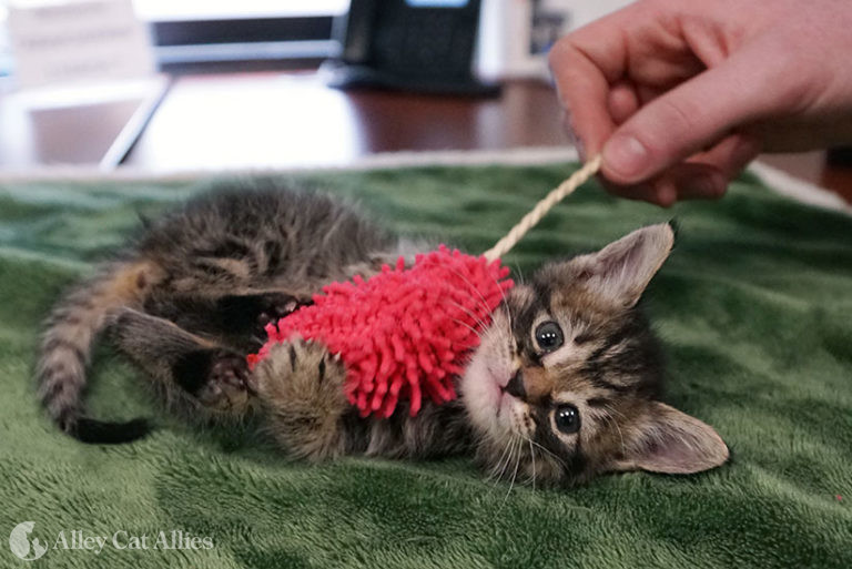 The Cat Socialization Continuum A Guide to Interactions Between Cats