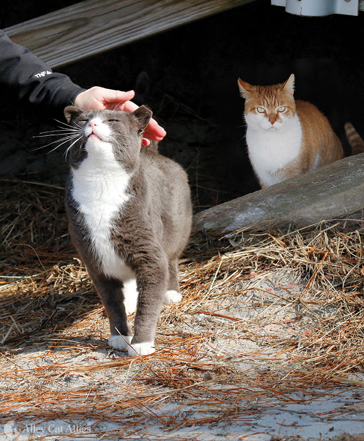 The Cat Socialization Continuum A Guide to Interactions Between Cats