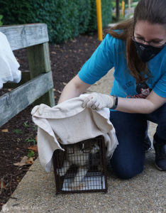 Young tabby cat in humane box trap being covered by masked cat advocate.