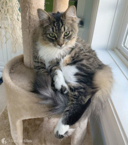 Huck, a young fluffy tabby cat lounging on a cat tree.