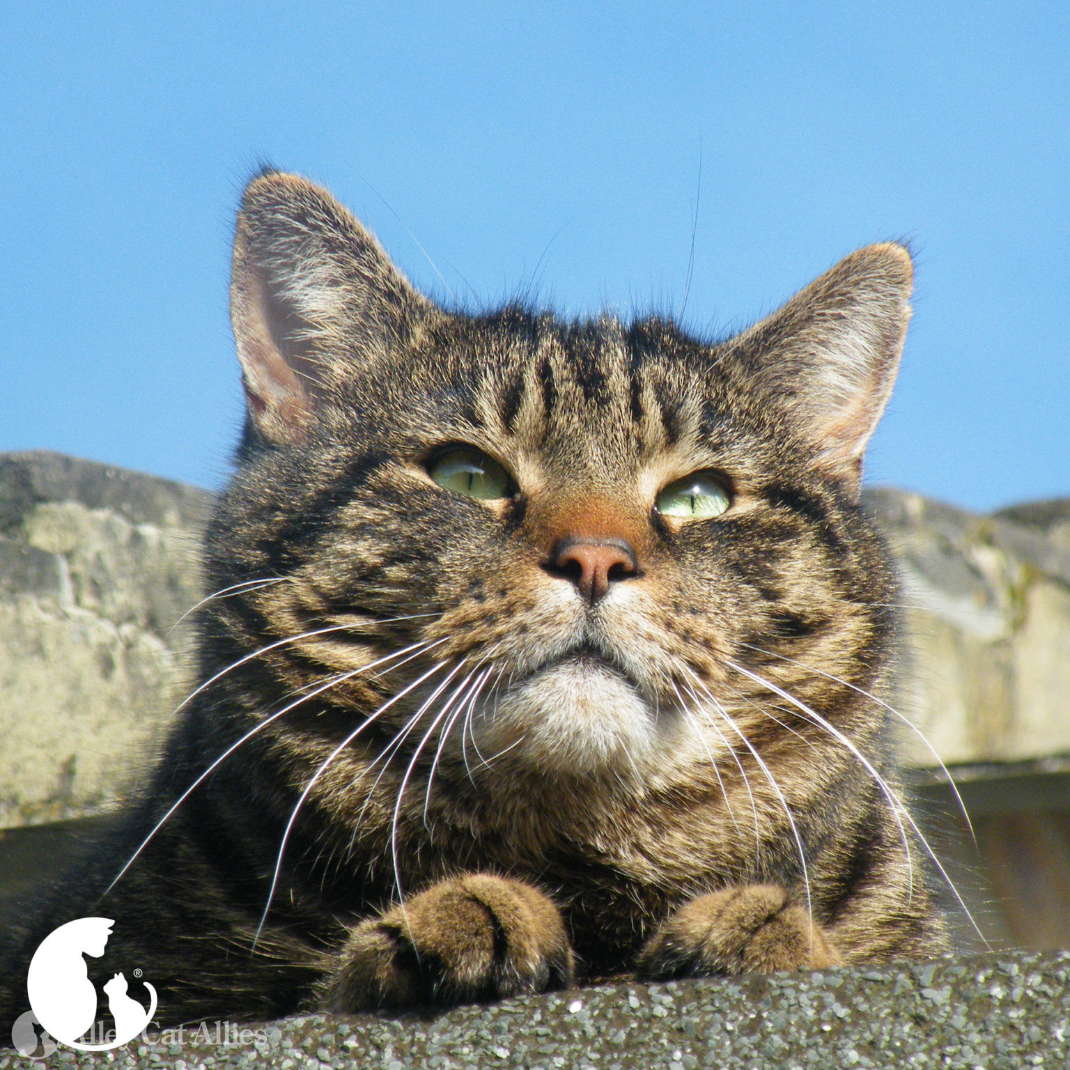 alley cat allies calendar